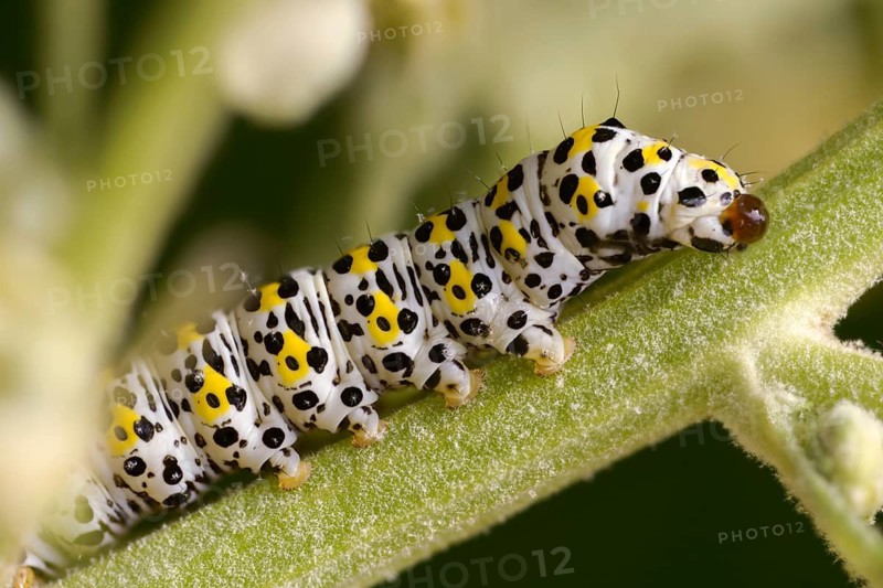 Cucullia lychnitis, grey-pollinated woolly monk, Shargacucullia lychnitis, later mullein monk, striped lychnis, defensive secretions, inchworm, insects, moths, moths, moths, caterpillar, butterflies, secretions