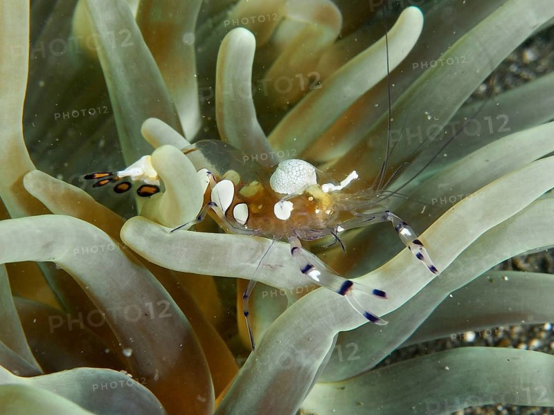 A translucent crab, the peacock-eyed anemone shrimp (Ancylocaris brevicarpalis), on a sea anemone, surrounded by green-brown tentacles, at the Secret Bay dive site, Gilimanuk, Bali, Indonesia