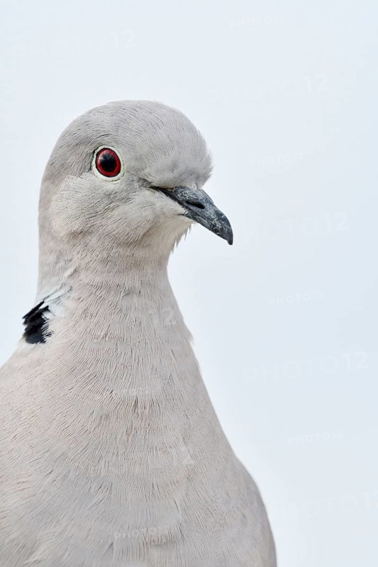 Eurasian Collared Dove (Streptopelia decaocto), portrait, Fuerteventura, Canary Islands, Spain