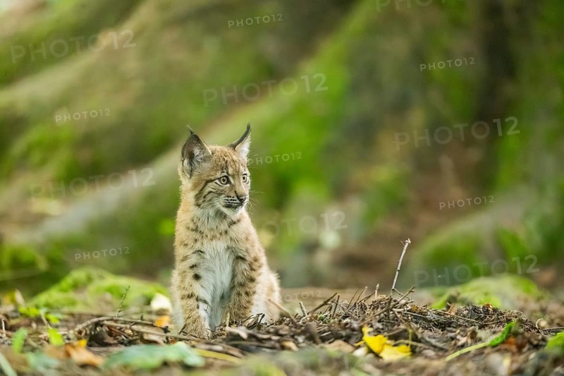Eurasian lynx (Lynx lynx) youngsters (cub) sitting in a forest, Bavaria, Germany
