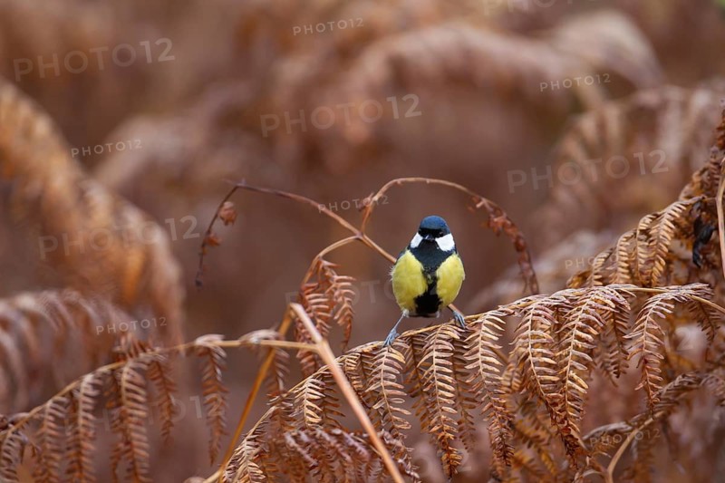 Great tit (Parus major) adult garden bird on a Bracken leaf in winter, England, United Kingdom