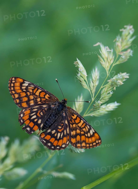 Ash moth, Euphydryas maturna, small maybird, maybird, butterfly, insects, scarce fritillary, butterfly, butterflies