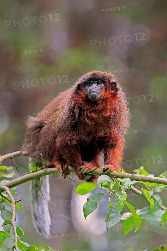 Coppery titi (Plecturocebus cupreus, syn.: Callicebus cupreus), adult, alert, tree, South America