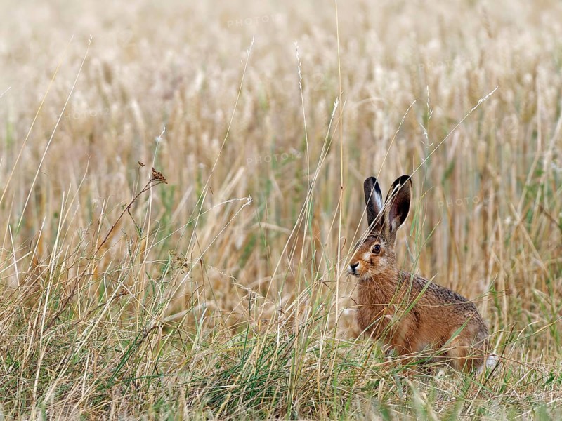 European hare (Lepus europaeus) at the edge of a cereal field, Solms, Hesse, Germany