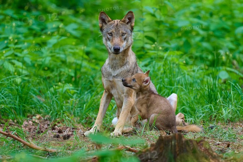 A wolf sits in the forest next to a curious puppy, surrounded by green vegetation, summer, wolf (Canis lupus), Germany