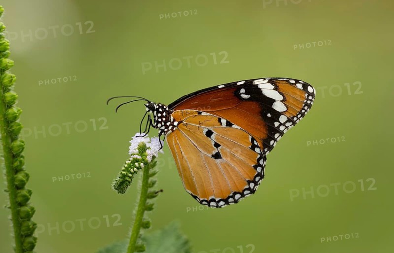 Plain Tiger butterfly (Danaus chrysippus) feeding on a wildflower, Sreepur, Gazipur, Bangladesh