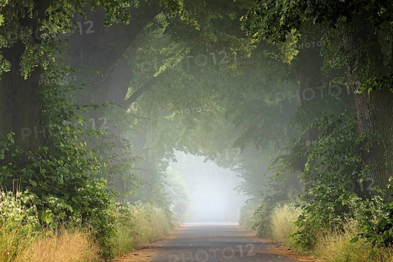 A foggy forest path, which is lined with densely leafy trees, creates a quiet morning atmosphere, The Lindenalle near Herleshausen in fog