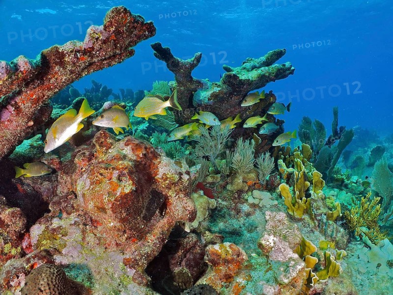 A variety of fish species swim around dead, broken pieces of moose-antler coral (Acropora palmata) in the clear blue water, at the John Pennekamp Coral Reef State Park dive site, Key Largo, Florida Keys, Florida, USA