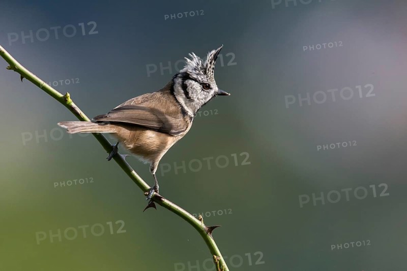 Crested tit, crested tit, Lophophanes cristatus, parus cristatus, birds, tit, passeri, songbirds, tits, birds