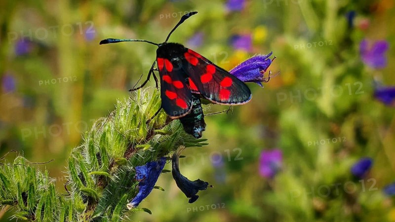 Close-up: a six-spot burnet (Zygaena filipendulae) with red spots perched on a purple plant, summer on the Rennsteig, Frankenwald nature park Park, Upper Franconia