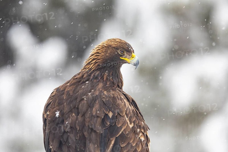 Golden eagle (Aquila chrysaetos) feeds on deer carcasses Austria