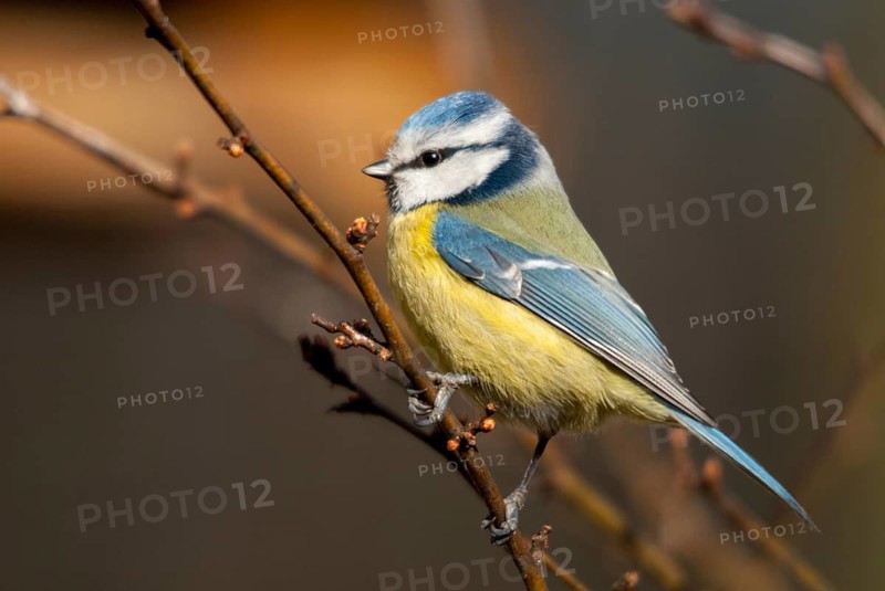 Blue tit, parus caeruleus, birds, tits, passeri, songbirds, songbirds, tits, birds