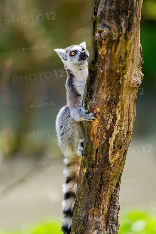 Ring-tailed lemur (Lemur catta) climbing in a tree, captive, Germany