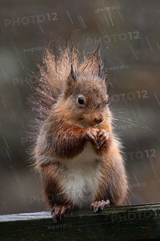 Red squirrel (Sciurus vulgaris) adult animal feeding on a nut on a fence in a rain storm, England, United Kingdom