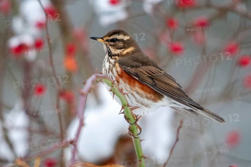 Dog rose, redwing, pink canina, rosaceae, rose family, redthrush, turdus iliacus, autumn, birds, dog rose, flora, rose hip, autumn, passeri, plants, plants, snow, songbirds, birds