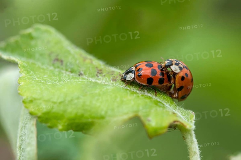 Asian ladybeetle, Asian ladybird, coccinellidae, coccinellinae, harlequin ladybird, harmonia axyridis, ladybird, ladybird, multicolored ladybird, beetle, coleoptera, harlequin, insects, copula, beetle, multicolored Asian, mating