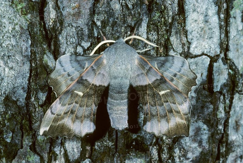 Laothoe populi, poplar swarmers, sphingidae, butterfly, insects, moths, moths, moths, poplar hawk-moth, portrait, butterfly, swarmer
