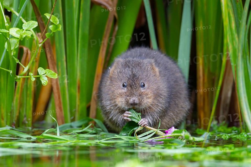 Water vole (Arvicola amphibius) adult rodent mammal feeding on the edge of a reedbed in a pond, England, United Kingdom