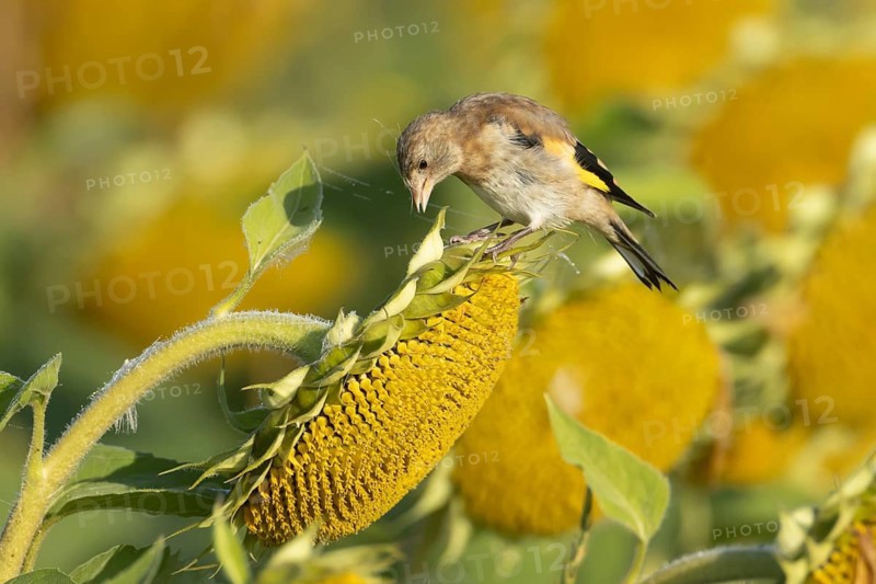 European goldfinch (Carduelis carduelis) juvenile garden bird on a Sunflower (Helianthus annuus) seedhead, England, United Kingdom