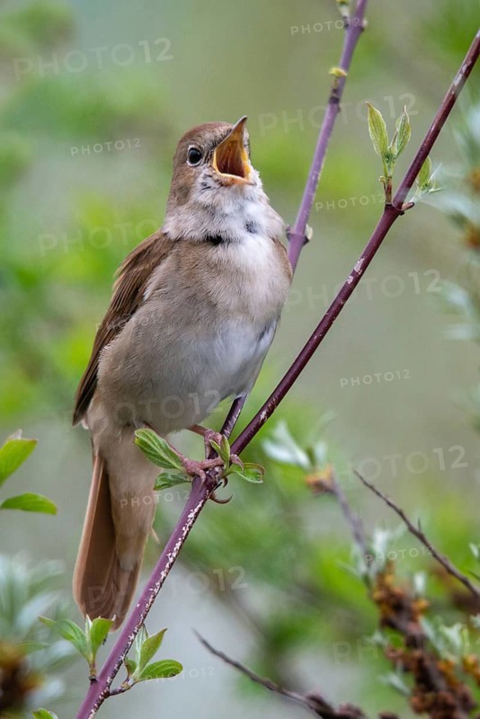 Brandenburg, Germany, Luscinia megarhynchos, Nabu project, nightingale, national natural heritage, natural paradise Grünhaus, nightingale, post-mining landscape, birds, song, green house, high size, portrait format, passeri, singing, songbirds, songbirds, birds
