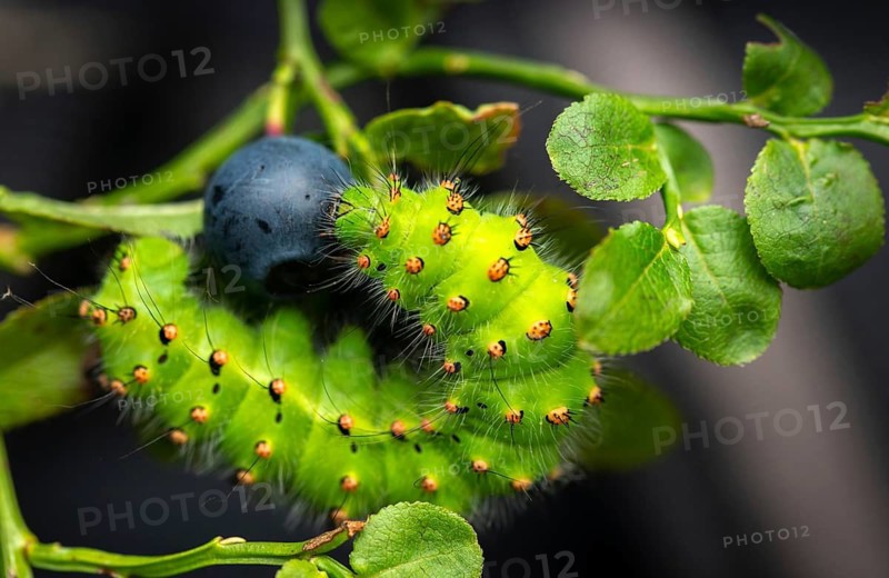 Emperor Moth, Little Peacock Eye, Saturnia Pavonia, Butterfly, Inchworm, Insects, Moths, Moths, Moth, Caterpillar, Butterfly
