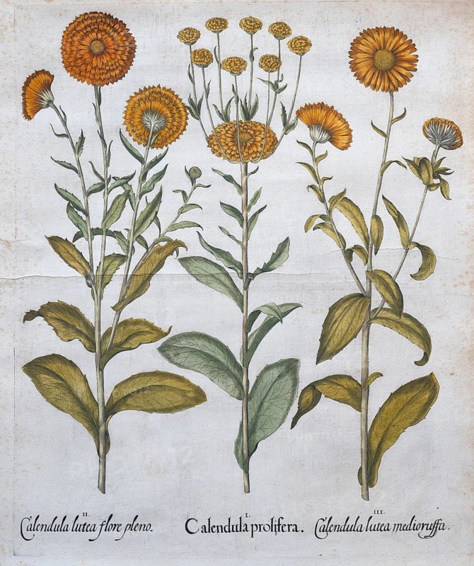 Marigold, garden marigold (Calendula officinalis), medicinal plant, hand-coloured copperplate engraving by Basilius Besler, from *Hortus Eystettensis*, 1613