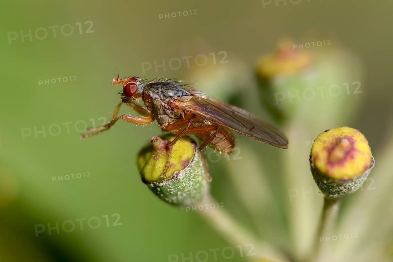 Brachycera, dung fly, dung fly spec., flies, scathophaga spec., scathophagidae, diptera, dung, insects, droppings, dung, two-winged birds