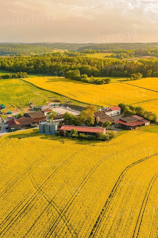 Aerial view of yellow fields and a farm in a hilly landscape, Gechingen, Hecken and Gäu region, Landreis Calw, Germany