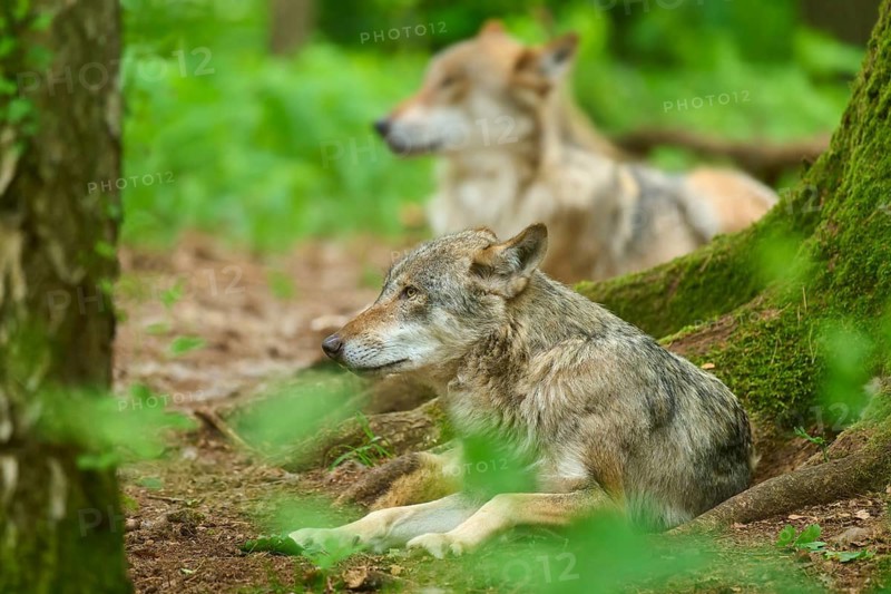 A wolf lies relaxed in a mossy forest, with another in the background, summer, wolf (Canis lupus), Germany