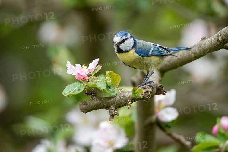 Blue tit, fruit tree blossom, parus caeruleus, birds, spring, garden birds, tits, passeri, songbirds, song birds, jump, tits, birds