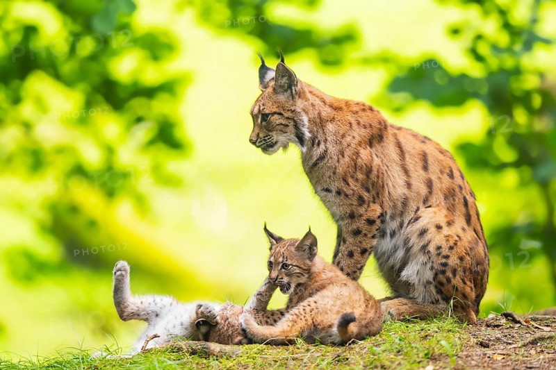 Eurasian lynx (Lynx lynx) mother with her youngsters (cubs) in a forest, Bavaria, Germany