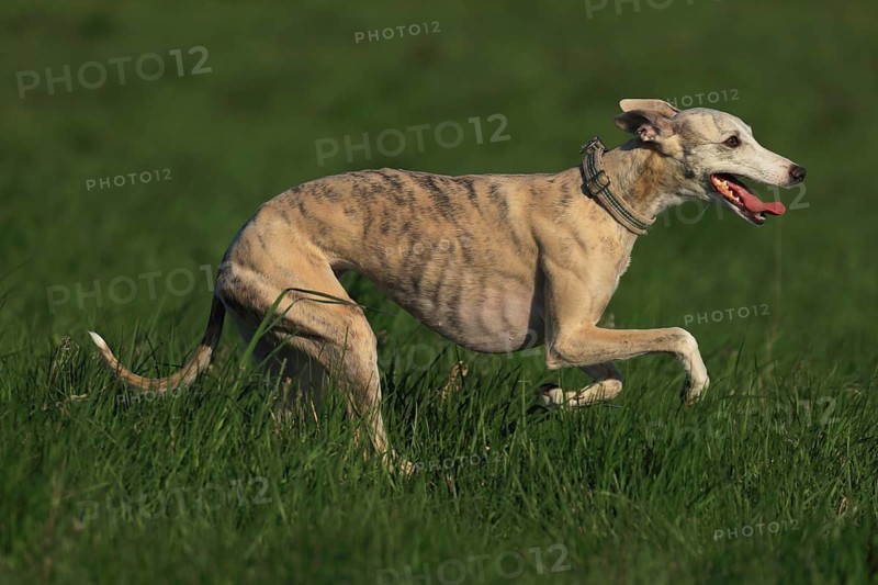 Whippet racing, Whippet running, A Galgo moving swiftly across a green meadow on a sunny day, Racing greyhound, Whippet (Canis lupus familiaris), Baden-Württemberg, Germany