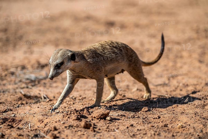Running meerkat (Suricatta suricata), Kgalagadi Transfrontier Park, Northern Cape, South Africa