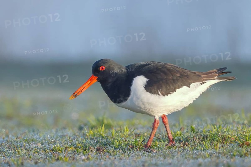 Oystercatcher (Haematopus ostralegus), adult wading bird foraging on grass, wildlife, nature photography, Baltic Sea, Baltic Sea island of Fehmarn, East Holstein, Schleswig-Holstein, Germany