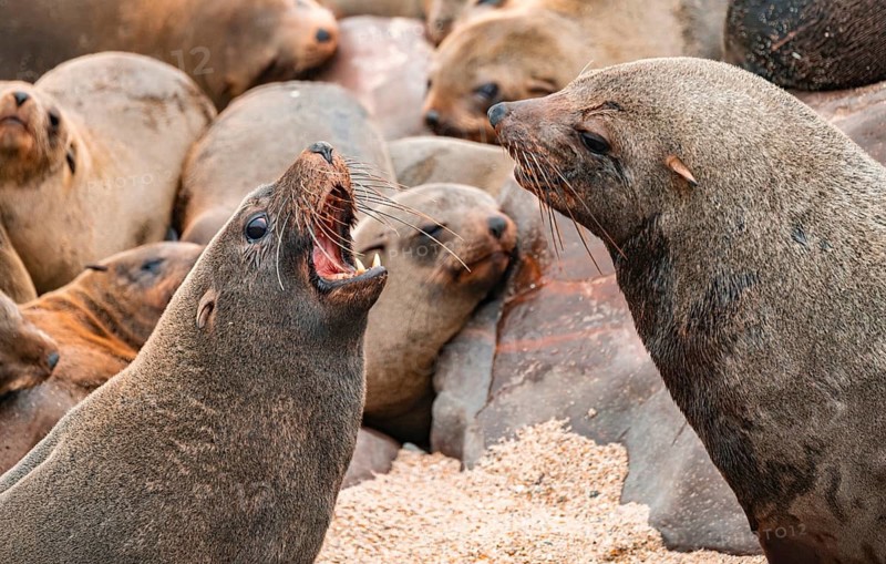 Male fur seals fighting for territory, Cape fur seal (Arctocephalus pusillus), Cape Cross, Atlantic coast, Namibia