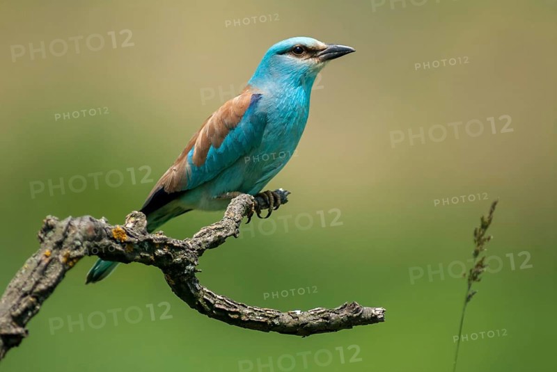 Blue racke, coracias garrulus, European roller, scooter, birds, Bulgaria, coraciidae, racken, birds