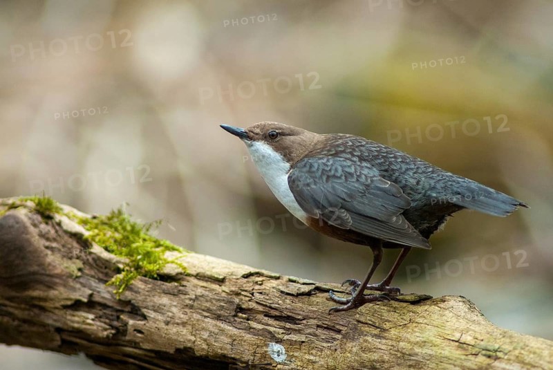 Cinclus cinclus, dippers, dippers, songbirds, songbirds, birds