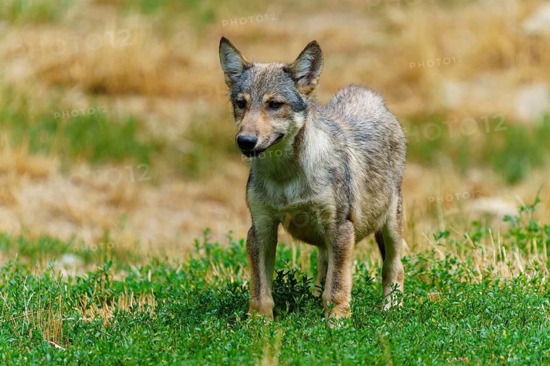 Timberwolf, wolf, American wolf (Canis lupus lycaon), Germany. A young wolf stands curiously in a green meadow amongst dry grass