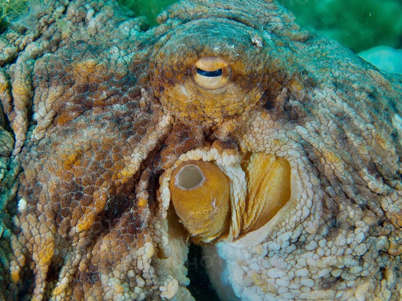 Close-up of a Common Octopus (Octopus vulgaris), showing the detailed texture of its skin and its alert eye underwater, at the Cap de Creus Marine Reserve dive site, Rosas, Costa Brava, Spain, Mediterranean Sea