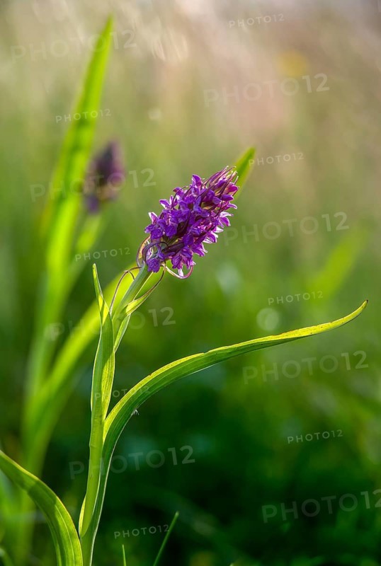 Dactylorhiza incarnata, flesh-colored orchid, orchidaceae, orchids, orchid family, stiff-leaf orchid, early march orchid, flora, high size, portrait, plants, plants