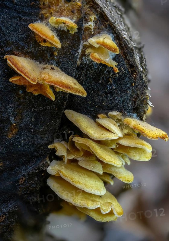 Claudopus nidulans, crepidotus jonquilla, orange sapling, panus nidulans, phyllotopsis nidulans, fungi, fungus, high size, portrait format, mock oyster, orange oyster, mushrooms