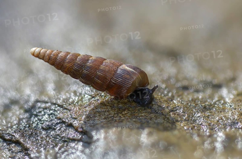 Bulbous sphincous snail, macrogastra ventricosa, sphincous snail, gastropod, mollusca, snails, molluscs