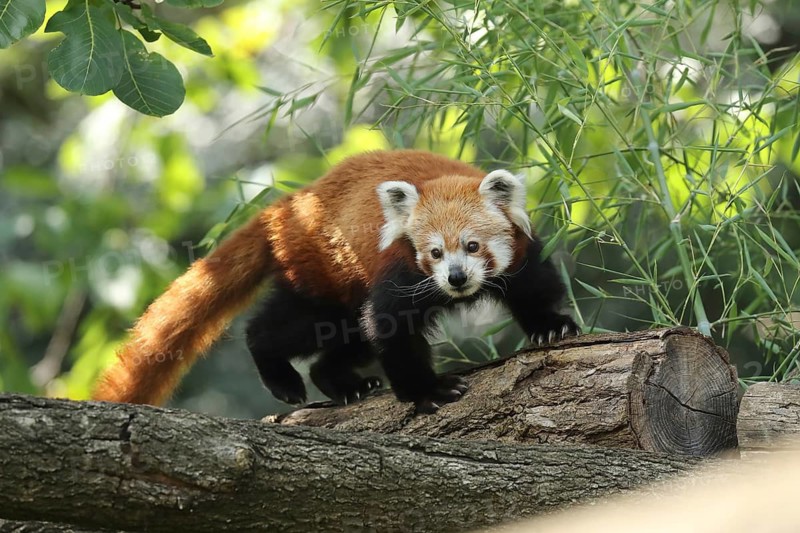Red panda on a branch, with rays of sunlight filtering through the dense foliage, red panda or cat bear (Ailurus fulgens), Heidelberg Zoo, Baden-Württemberg, Germany