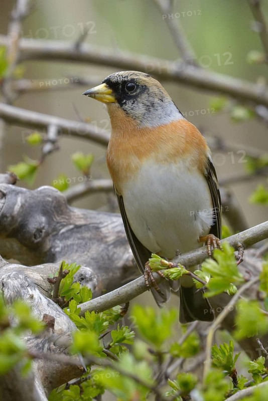 Mountain finch, brambling, fringilla montifringilla, birds, high size, portrait format, passeri, songbirds, birds