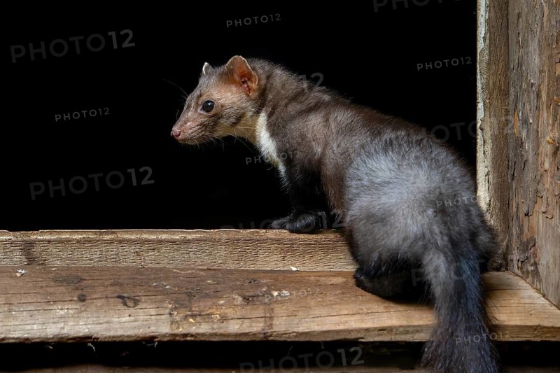 Beech marten, stone marten (Martes foina) in window frame entering its nest in wooden barn, farm building