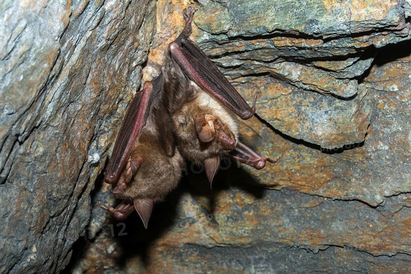 Greater mouse-eared bat, mouse-ear, myotis myotis, bats, chiroptera, bats, mammals, mammals, winter sleep, hibernation