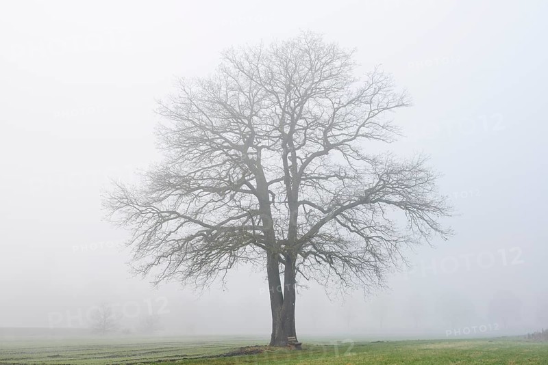 English oak (Quercus robur, Quercus pedunculata) in fog, North Rhine-Westphalia, Germany