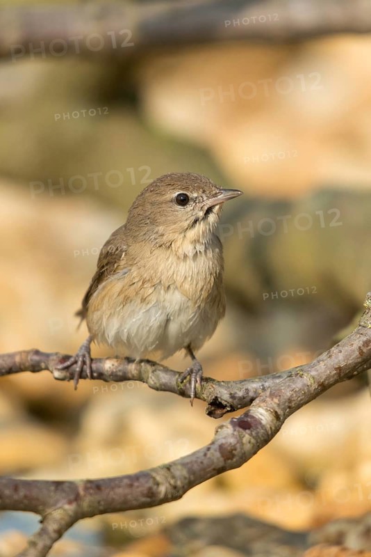 Garden Warbler, Garden Warbler, Sylvia Borin, Birds, High Size, Portrait, Passeri, Songbirds, Birds