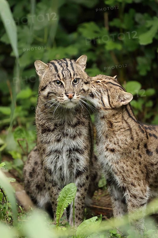 Two wildcats in a green setting are showing affection. One is sniffing the other, surrounded by lush foliage, fishing cat (Prionailurus viverrinus), adult, pair, social behaviour, captive, South-East Asia