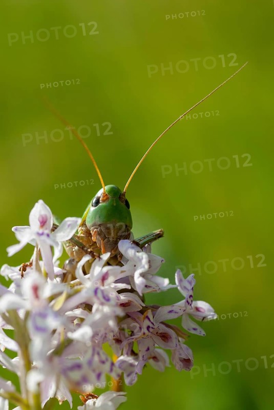 Decticus verrucivorus, grasshoppers, deciduous locusts, wart biters, ensifera, female, grasshoppers, grasshoppers, high size, portrait format, insects, long-feeler scare, nymph, wait biter, female